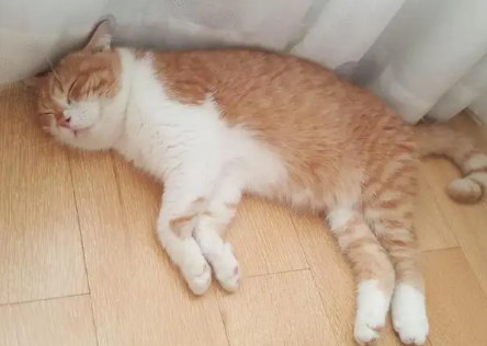 小猫睡觉一抽一抽的咋回事