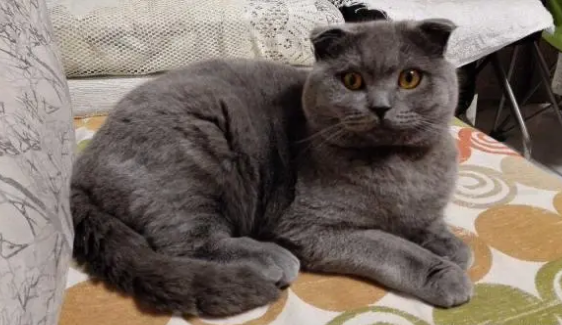 学生党能养猫吗 学生党能养猫吗