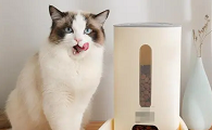 养小猫咪需要买些什么用品好