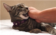 咬人的猫直接打死