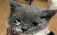 幼猫眼睛被眼屎糊住了睁不开