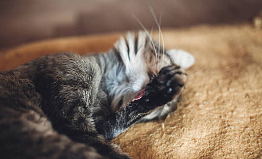 小猫呼噜着舔毛毯怎么回事 小猫呼噜着舔毛毯怎么回事