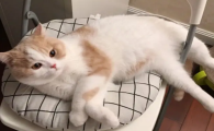 小猫多久会自己排便