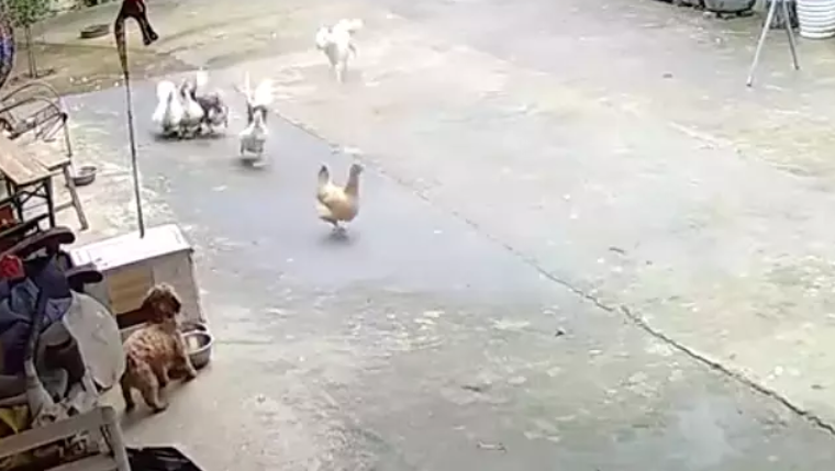 白狗冲进院子里来咬鸡鸭,家狗立马跑出来保护!鸡鸭:谢谢狗哥!
