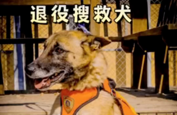 领养的搜救犬为了偷吃，咣咣拆家，原住”