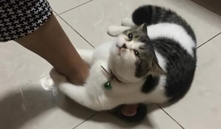 小猫咪喜欢跟着主人走 小猫咪喜欢跟着主人走