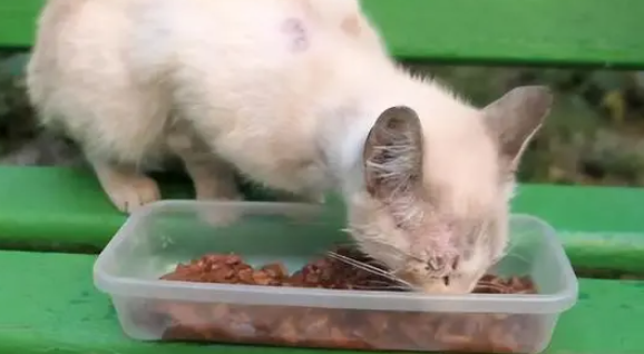 走丢半年的猫，在公园遇到了，铲屎官泪目：对不起我来晚了！