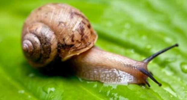 蜗牛在风水里代表什么？蜗牛代表什么吉祥寓意