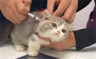小猫什么时候打疫苗