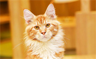 养猫好不好
