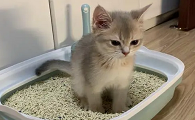 小猫怎么帮它排便