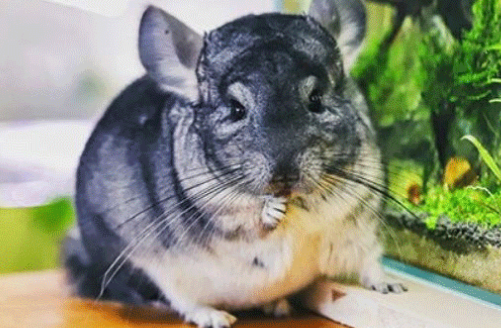 龙猫可以吃零食吗 喂龙猫吃零食要注意! 龙猫可以吃零食吗 喂龙猫吃零食要注意!