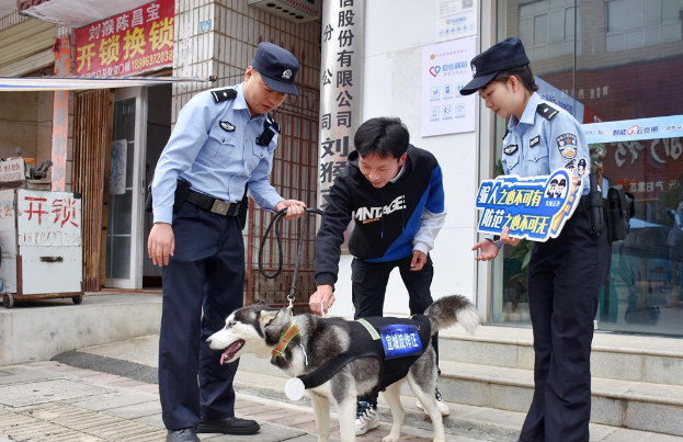 迷路哈士奇被送到派出所，变身“反诈汪”成“团宠”1