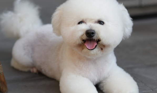比熊犬呕吐黄泡沫