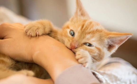 怎么纠正小猫咪咬手