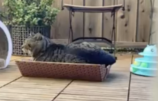 网友种下猫草本意是绿化后院，却引来一窝猫咪串门碰瓷