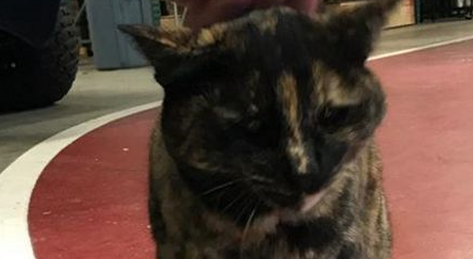流浪小猫和消防员相亲相爱四年后，最近被一封匿名信打破了幸福