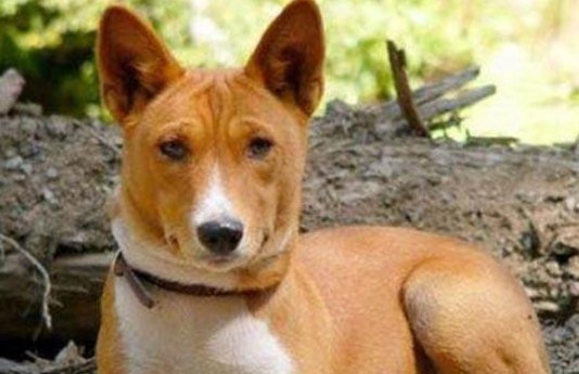 巴仙吉犬怎么选？五个步骤帮你选巴仙吉犬