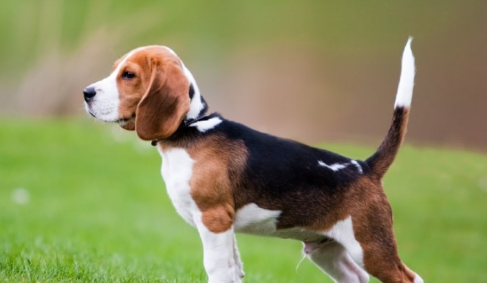比格犬的性格 个性活泼开朗感觉敏锐 比格犬的性格 个性活泼开朗感觉敏锐