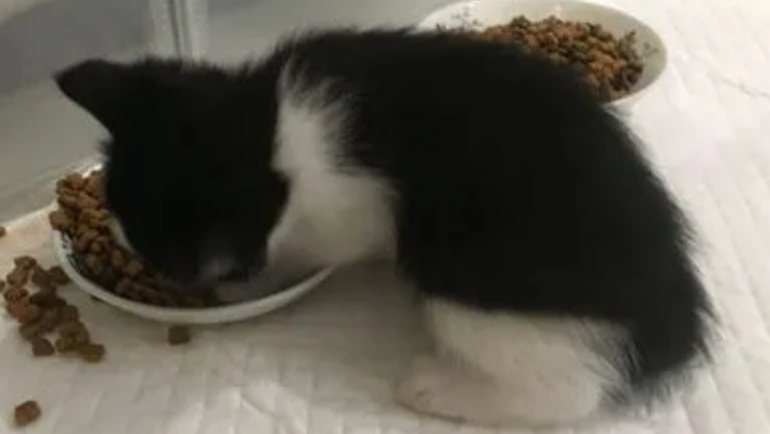 一个月大的猫咪应该怎么喂