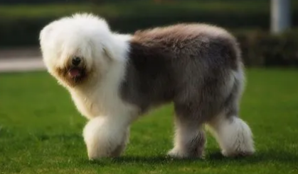 古代牧羊犬吃什么好 适当均衡的蛋白质