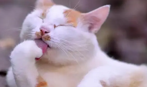 小猫舔我的胳膊是为啥 小猫舔我的胳膊是为啥