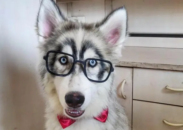 宠物狗系列之西伯利亚雪橇犬