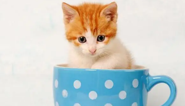 茶杯猫要绝育吗 茶杯猫绝育注意事项