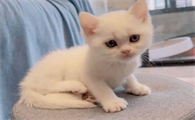 小猫咪是不是像个小孩子
