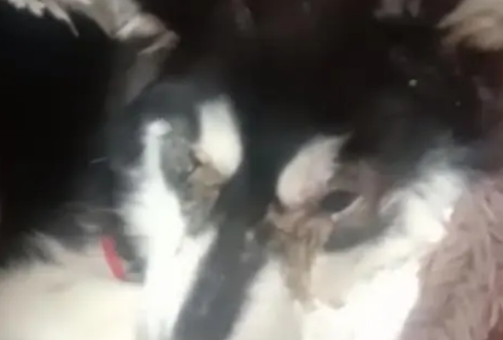 哈士奇不幸患上犬瘟,被主人扔到垃圾桶旁,嘴巴被绑无法呼救! 哈士奇不幸患上犬瘟,被主人扔到垃圾桶旁,嘴巴被绑无法呼救!