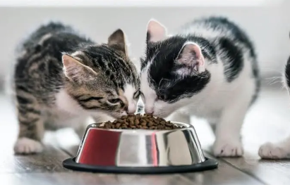 小猫几周可以加辅食