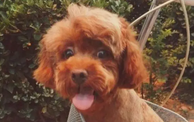 为什么泰迪幼犬要关笼子里养
