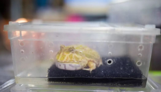 一起养宠物吧丨角蛙 一起养宠物吧丨角蛙