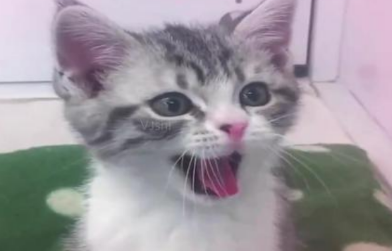 小猫叫像孩子哭咋回事