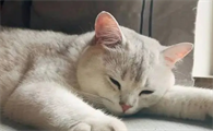 小猫夏天在家会热死吗
