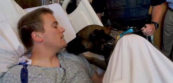 警犬3天不见搭档,激动得一直想扑上去!简直跟普通狗狗一样 警犬3天不见搭档,激动得一直想扑上去!简直跟普通狗狗一样