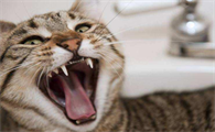 怎么判断猫有没有狂犬病