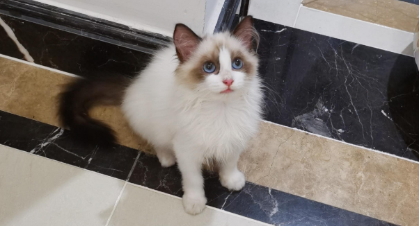 布偶猫拉稀了怎么办