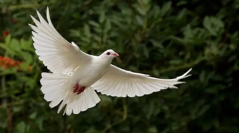 鸽子王什么意思