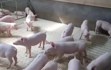 零的突破→聚链成群!看河南漯河宠物食品加工业新变化 零的突破→聚链成群!看河南漯河宠物食品加工业新变化