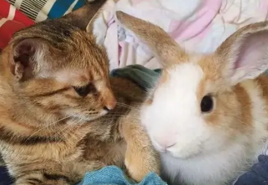 小猫可以和兔子一起养吗