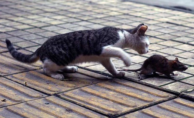 老鼠药能毒死猫吗