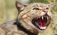 有什么办法毒死野猫