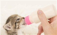 一个月小猫能断奶吗