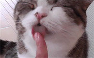 小猫舔人代表什么意思