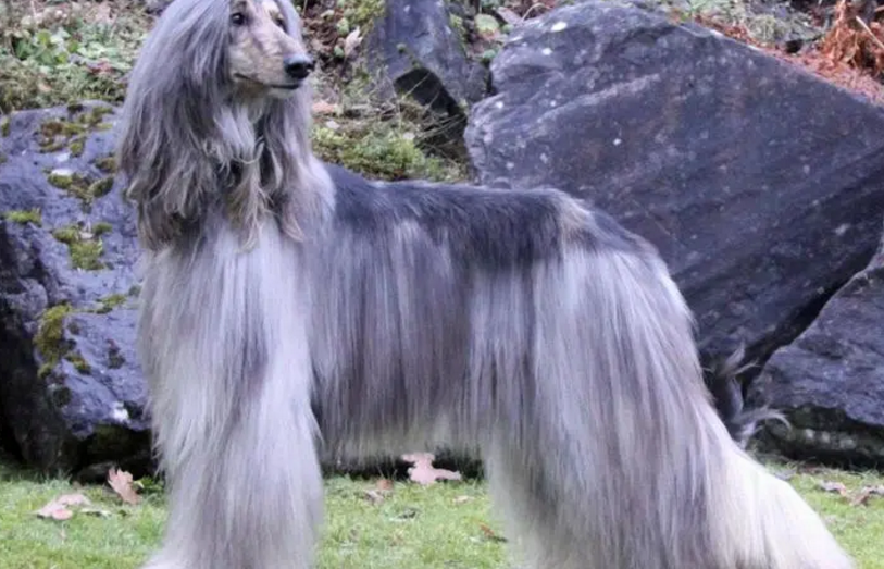 阿富汗猎犬配种方法 了解正确的时间与注意事项 阿富汗猎犬配种方法 了解正确的时间与注意事项