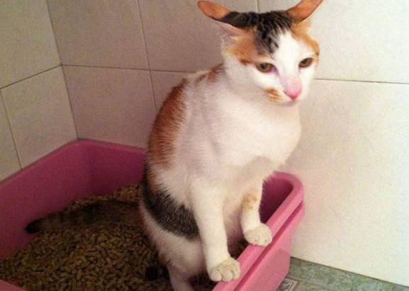 小猫拉屎有头发吊着怎么办 小猫拉屎有头发吊着怎么办