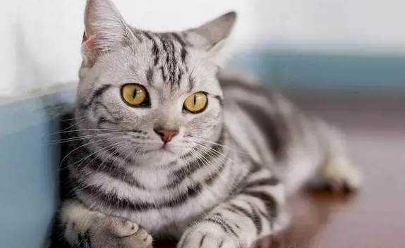 美短猫性格优点缺点 美短猫性格优点缺点