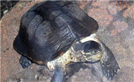 安南龟是国家保护动物吗