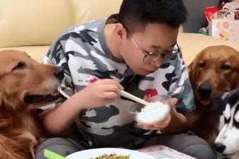 金毛偷吃大葱被发现，下一秒空气瞬间凝固，场面一度十分难堪